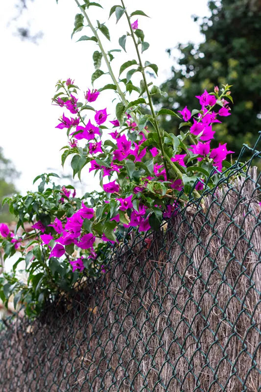 Brande de bruyère naturelle en rouleau épaisseur 3cm Jardi Pond
