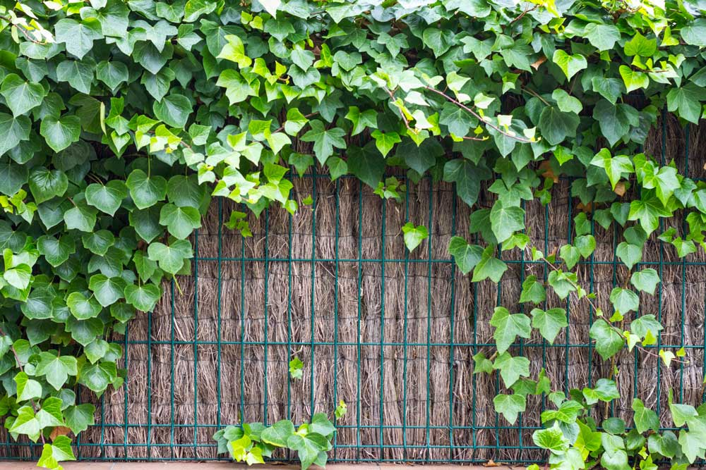Brande de bruyère naturelle en rouleau épaisseur 3cm Jardi Pond