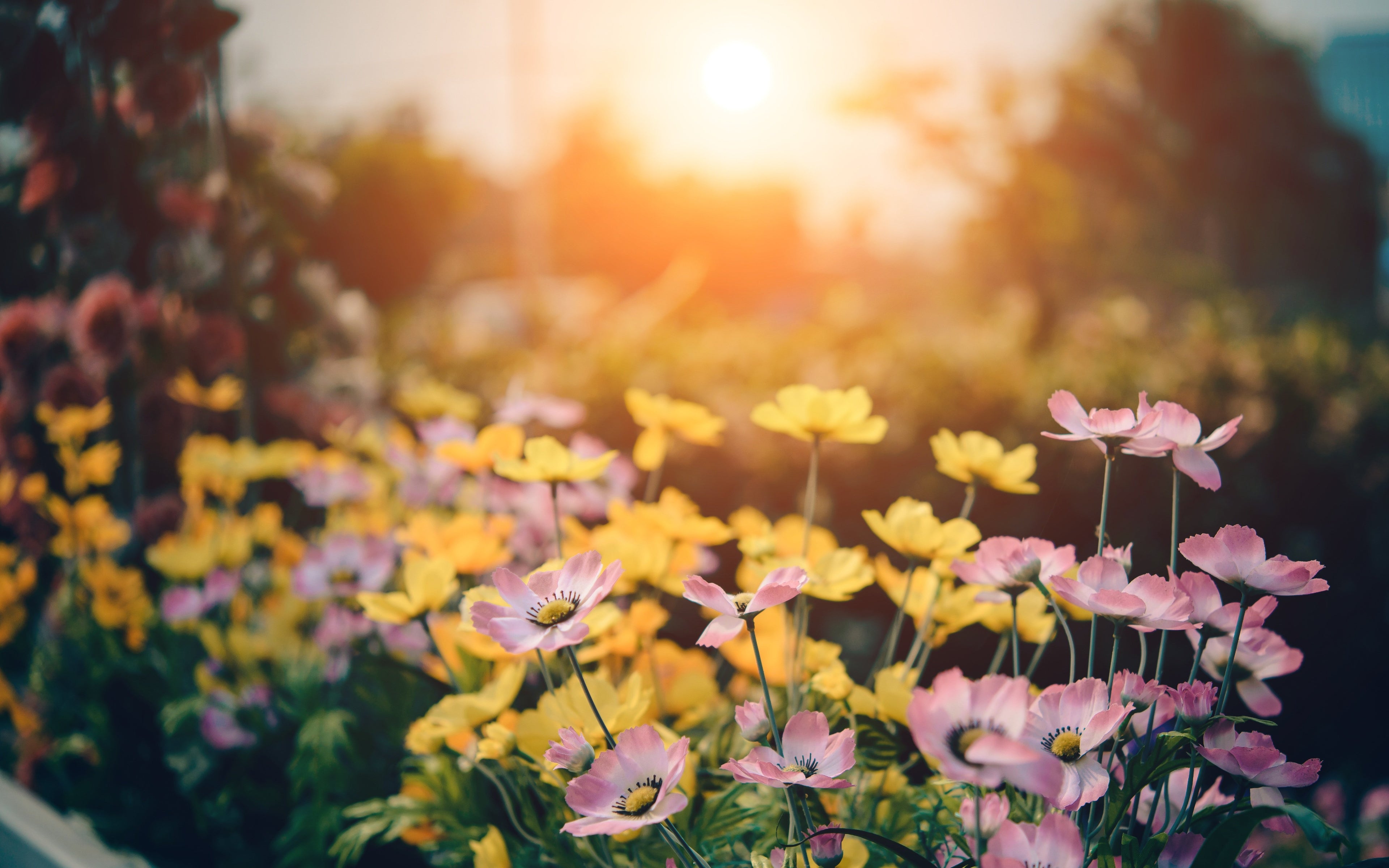 jardin fleurs cosmos soleil jardinage paysagisme aménagement extérieur