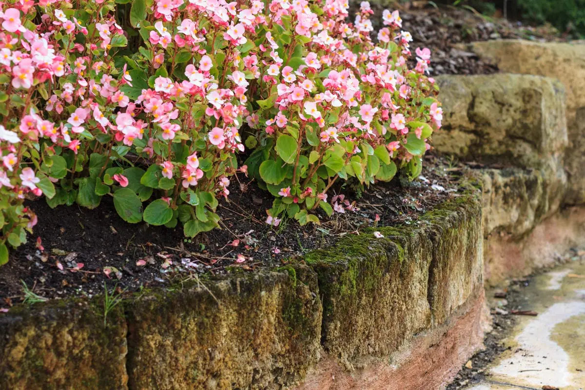 CAMPUS VITAL - Engrais multigreen Jardi Pond