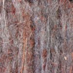 brande de bruyère naturelle en rouleau