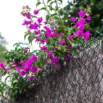 brande de bruyère naturelle en rouleau