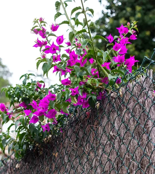 brande de bruyère naturelle en rouleau