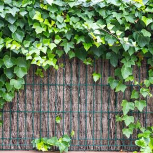 Brande de bruyère naturelle en rouleau