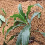 filet en fibre de coco largeur 2x50m 400g/m²