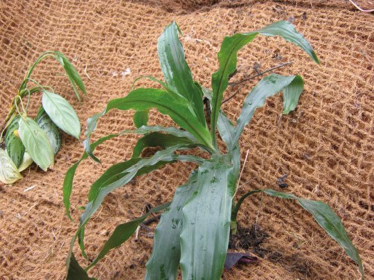 filet en fibre de coco largeur 2x50m 400g/m²